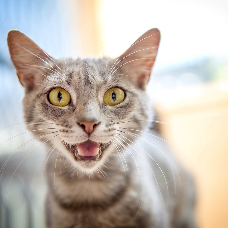 Random Cat